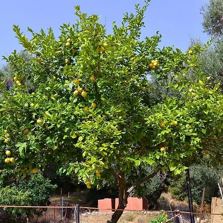 Paradise * פאלאוקסטריצה